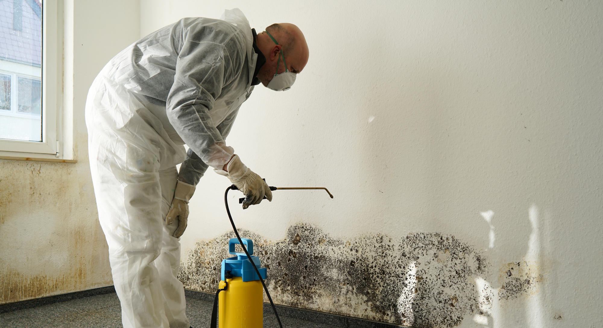 Professional Mold Removal