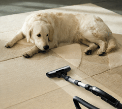 MD CARPET CLEANING